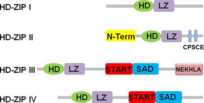 The roles of HD-ZIP proteins in plant abiotic stress tolerance